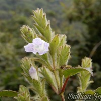 Strobilanthes rhamnifolia var. rhamnifolia (Nees) T. Anderson